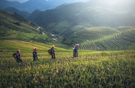 What actually happens on a coffee plantation? - Final Grind Coffee Co.
