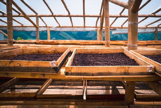 What is the Colombia Coffee Triangle and Colombia Coffee Belt? - Final Grind Coffee Co.