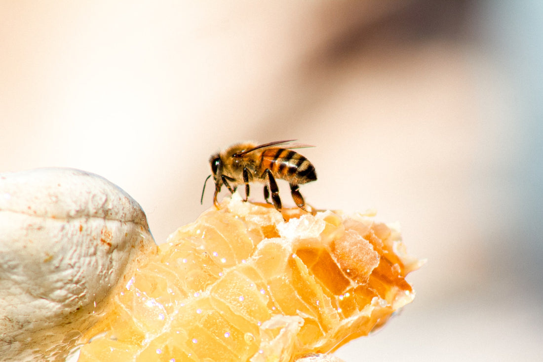 Honey bee sitting on a piece of a honeycomb