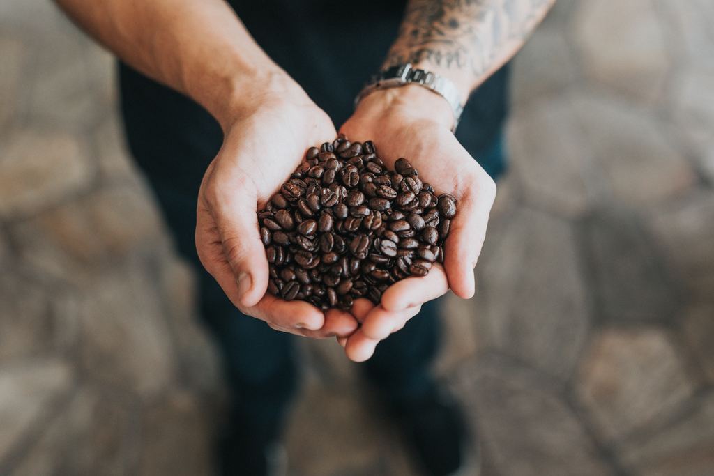 Man with forearm tattoos and a silver watch holding dark roasted coffee beans in his hands.
