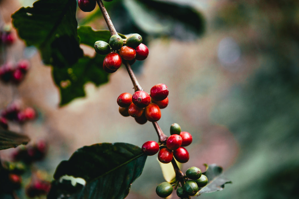 A closeup of a branch of coffee cherries of various ripeness hanging on a coffee tree with focus on the red coffee cherries. 